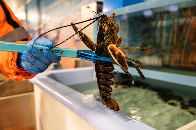 Comentarii opinii despre Nordfish Pescheria