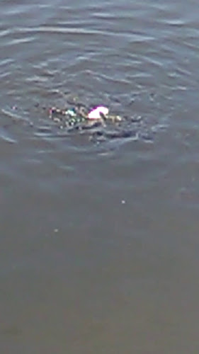 Comentarii opinii despre Ristorante La Cambusa ai 2 Laghi