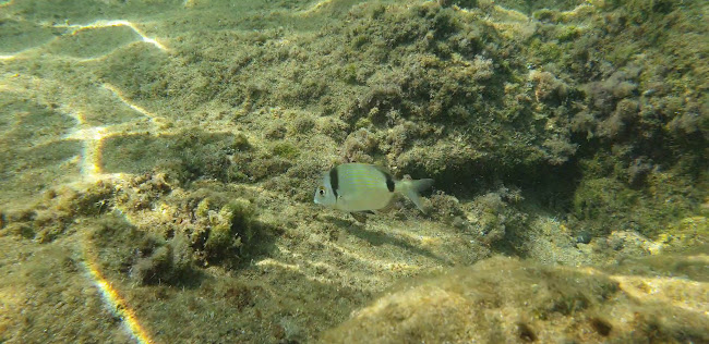 Comentarii opinii despre al Polpo Marino