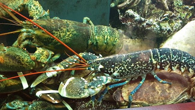 Comentarii opinii despre Napul'é... Pizza,Cantina & Crudi di Mare