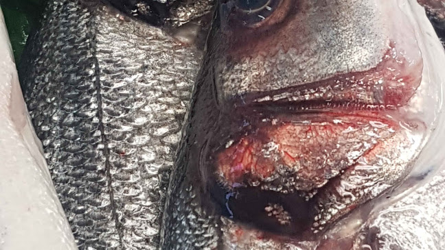 La pescheria di Sabrina e Stefano - Ristorazione