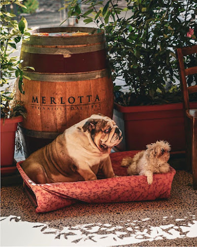 Trattoria Pizzeria Belle Arti