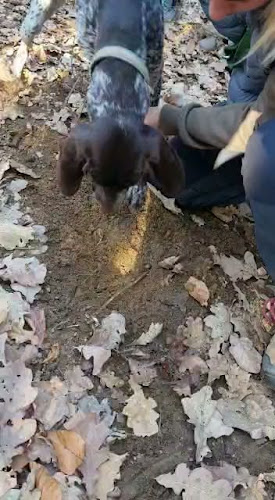 Ristorante Da Angelino - Torino