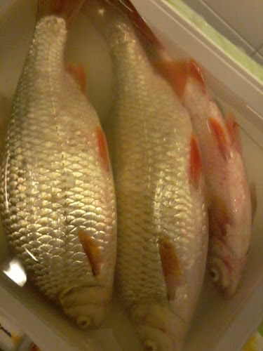 Opinii despre El Karnak Di Genna Leonarda în Pusiano - Ristorazione