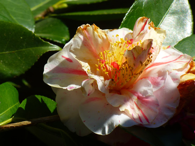 Ristorante La Baita - Ristorazione