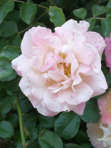 Opinii despre Ponzano Giancarlo în Alessandria - Ristorazione