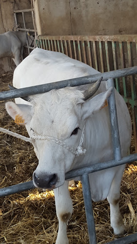 MACELLERIA E POLLERIA PASTORE - San Nicola la Strada
