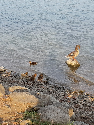 Comentarii opinii despre Ristorante Negri