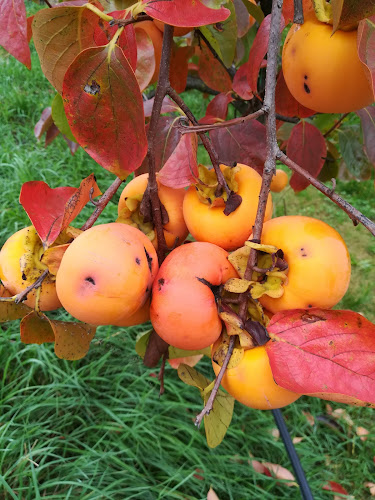 Weger Restaurant - Ristorazione