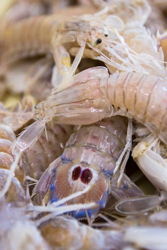 Opinii despre Pescheria da Ninin în Senigallia - Ristorazione