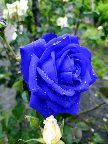 Comentarii opinii despre Pratola Serra