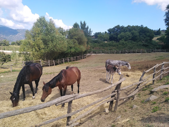 Ristorante Il Daino Phone number