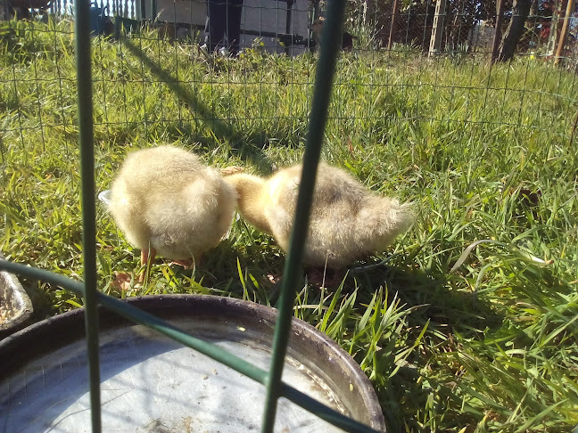 Comments and reviews of Agriturismo Le Querce