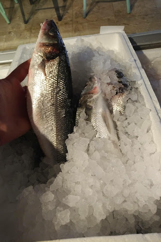 Pescheria Lidapier Minerbe-Legnago