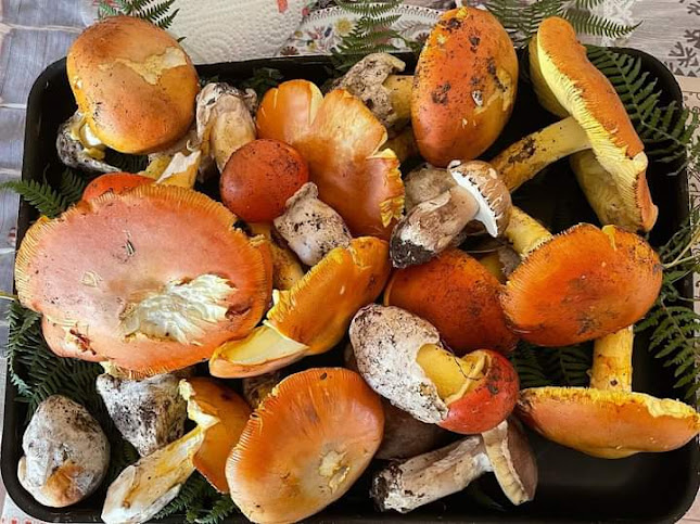 Reviews of Tarabaralla Ristorante Pizzeria in Lucca - Ristorazione