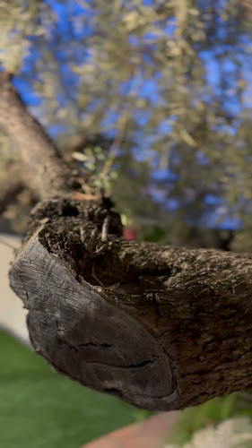 Opinii despre Al Bagamoyo în Biancavilla - Ristorazione