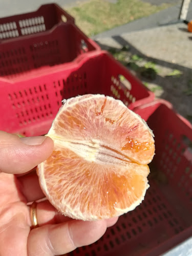 Comentarii opinii despre Il Maggese