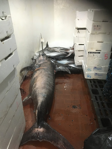 Pescheria Mare Mosso