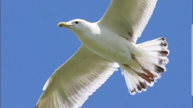 Reviews of Pizzeria il gabbiano Legnano in Legnano - Ristorazione