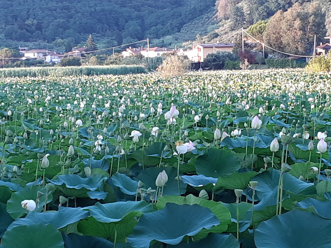 NARA Ristorante e Pizzeria - Massarosa