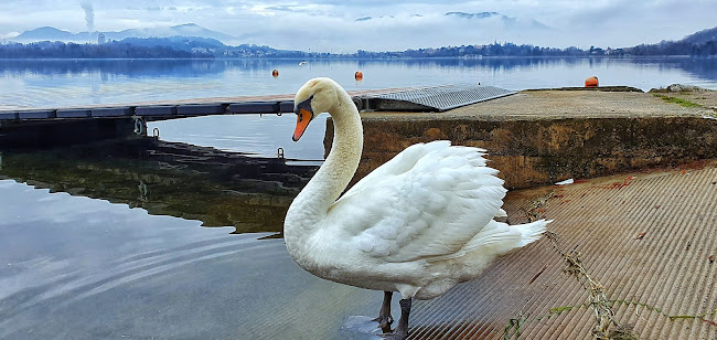 Ristorante Lago dei Cigni - Vergiate