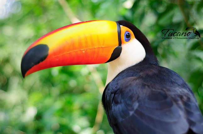 Opinii despre Tucano Ristorante e Churrascaria Brasiliana în Santa Maria - Ristorazione