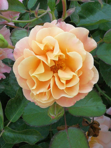 Ponzano Giancarlo - Alessandria