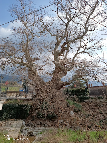 Ristorante Pizzeria Primavera Open Times