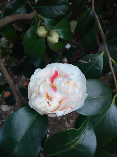 Ristorante La Baita - Capannori