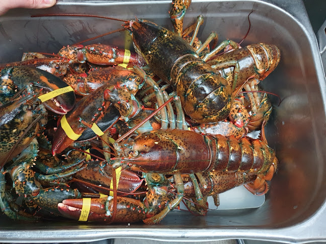 Opinii despre Ristorante Rococò în Vigevano - Ristorazione