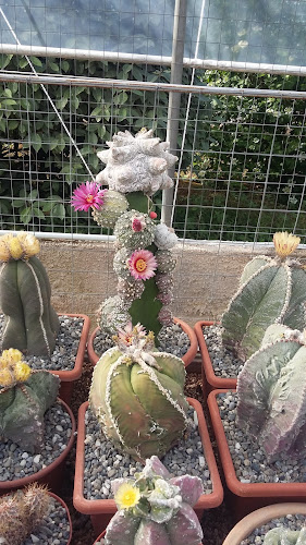 Aga Di Modolo Cinzia & C. Sas