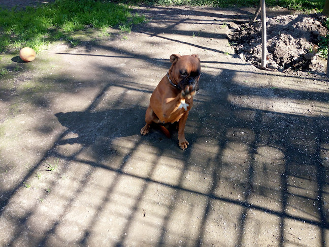 Comentarii opinii despre Victoria Club